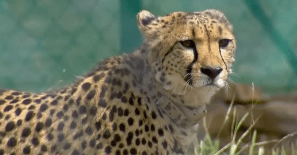Cheetahs reintroduced in India after 70-year absence