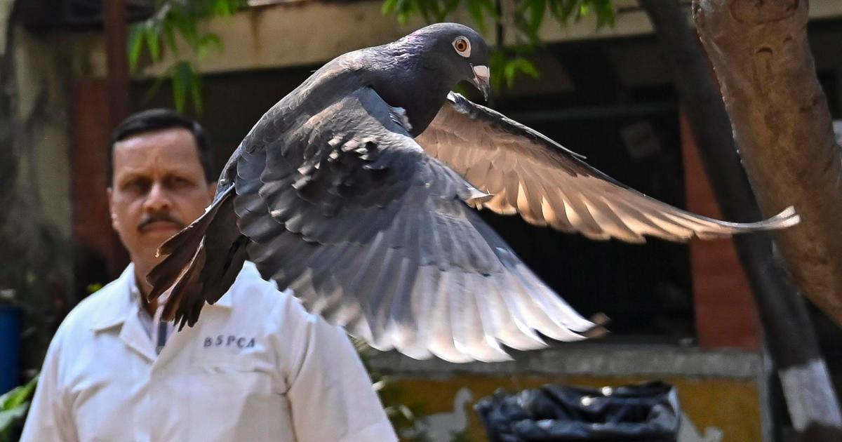 Pigeon suspected of spying released after eight months