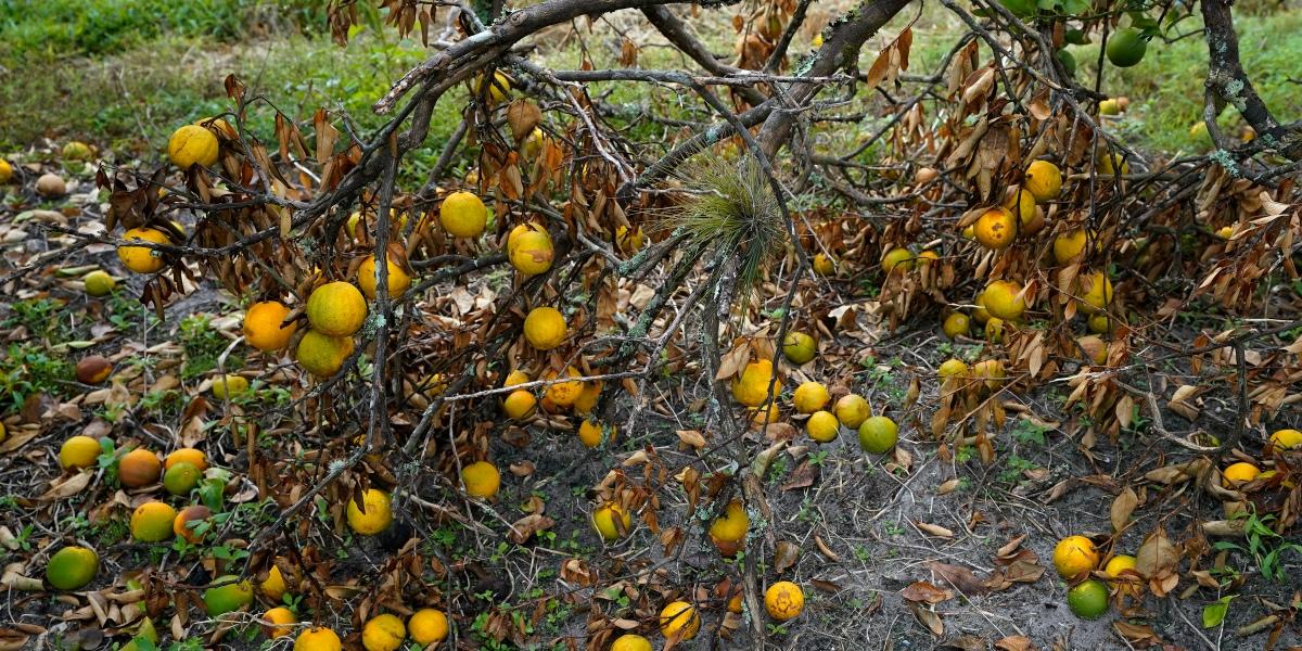Twin hurricanes just decimated what was left of Florida's orange crop