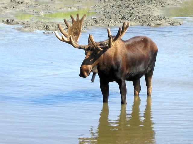Manitoba Moose at Iowa Wild