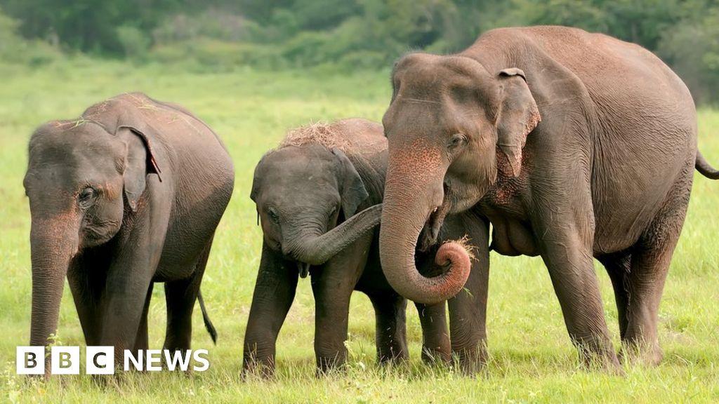 Bangladesh bans adopting elephants from the wild