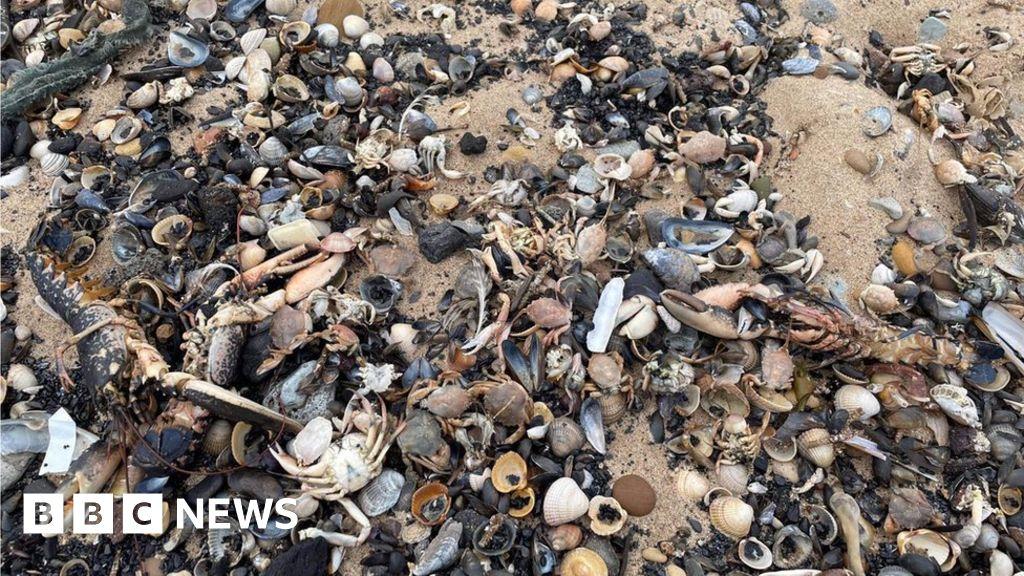 Shellfish deaths: Environment, Food and Rural Affairs Committee calls for investigation