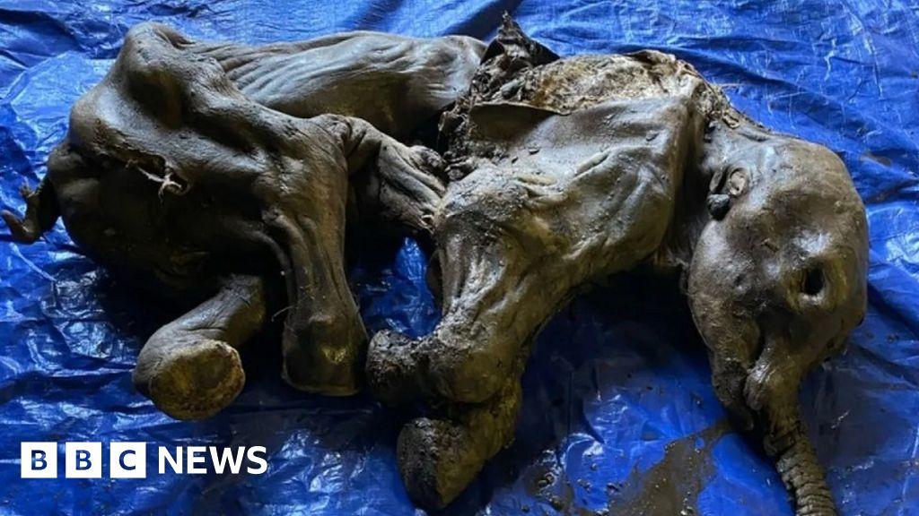 Frozen baby mammoth discovered in Yukon excites Canada