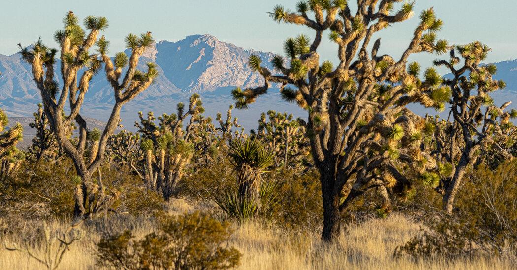 Biden to Name Nevada’s Spirit Mountain Area a National Monument