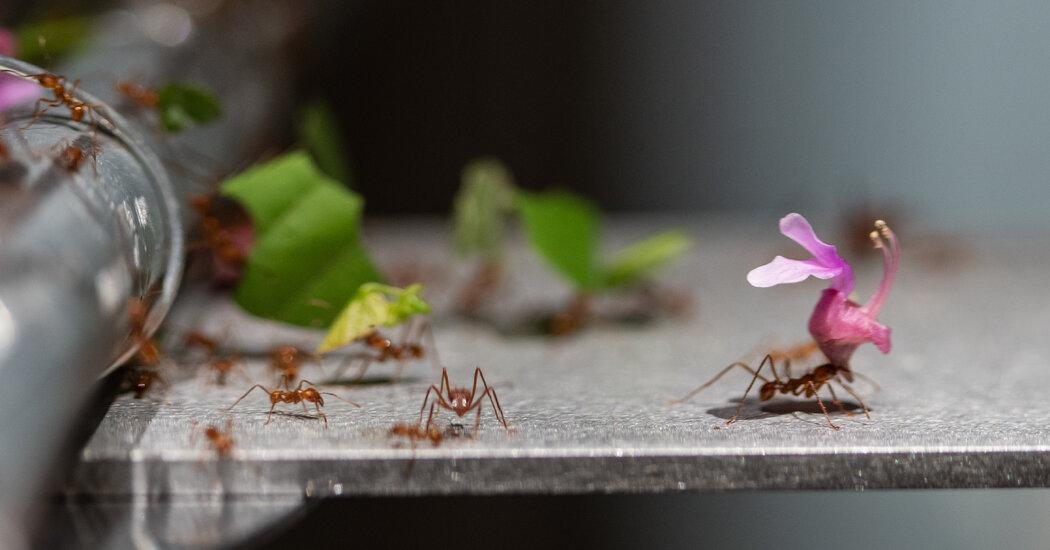 The Year the Leaf-Cutter Ants Took Manhattan