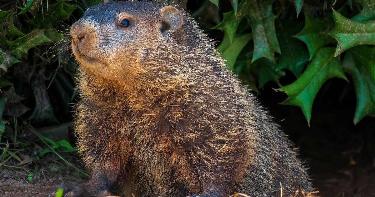 Quebec’s weather forecasting groundhog dies, replaced by child